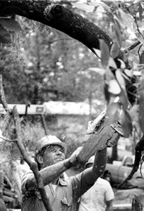 Florida Governor Bob Graham cutting away a tree limb left behind from hurricane Kate: Tallahassee, Florida (1985)