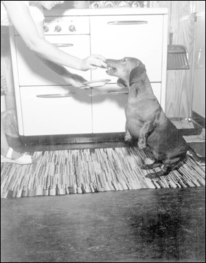 Housewife feeding puppy hush-puppies: Atlantic Beach, Florida (1947)