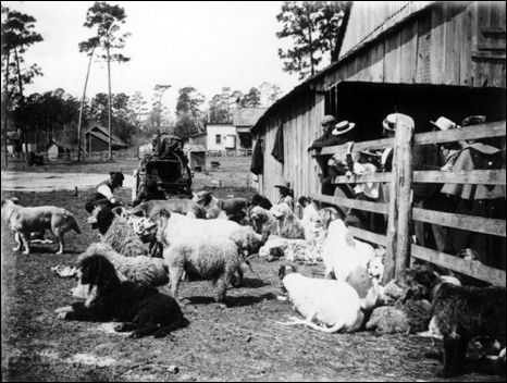 Dogs of numerous breeds (between 1900 and 1915)