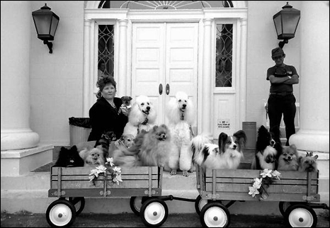 Barbara Simmons' performing dogs from her animal act at the Florida Folk Festival: White Springs, Florida (1992)