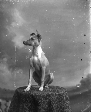 Dog posing on table: Tallahassee , Florida (between 1885 and 1910)