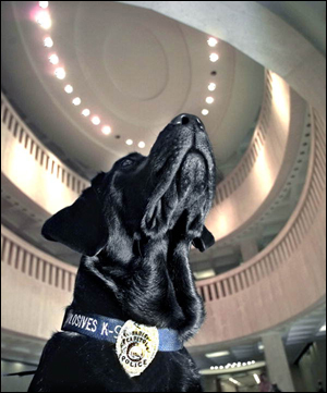 Close-up view of Sadie the Capitol Police explosives K-9 (2000)