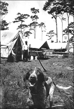 Dog at surveyors' camp (1912)