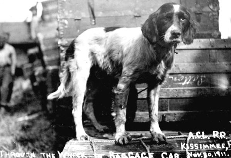 Dog who survived train wreck: Kissimmee, Florida (1911)
