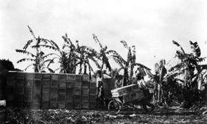 Crated tomatoes and a banana wind break at the Kobayashi farm in Yamato (May 29, 1917)