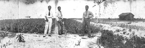 George Morikami with two men in pineapple field (ca. 1906)