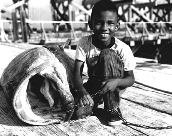 Unidentified boy with a Goliath Grouper: Boca Grande, Florida (1955)