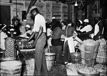 Migrant workers at a bean canning plant: Dania, Florida (1937)