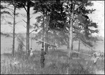 Capturing Quail with nets at Luna Plantation: Leon County, Florida (ca. 1930s)