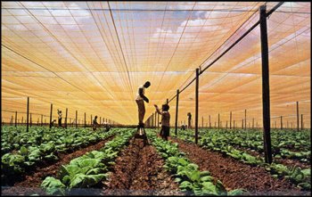 Workers tie up tobacco: Quincy, Florida (ca. 1960s)