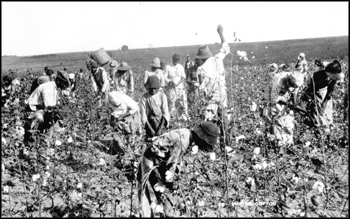 Picking cotton: Jefferson County, Florida (ca. 1890s)