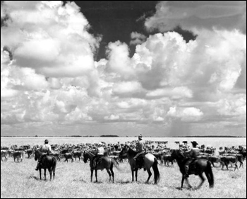 Seminole Indian cowboys herding cattle in the pasture: Brighton Reservation, Florida (1950)