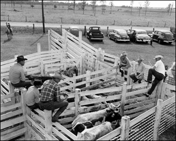 Unidentified men with penned cattle: Kissimmee, Florida (c. 1946)