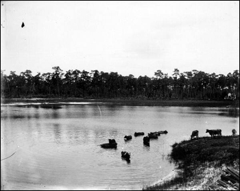 Cattle enjoying a dip in a lake (c. 1910)