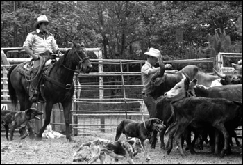 Cowboys and catch dogs herding cattle at the Folk Festival ranching area: White Springs, Florida (1984)