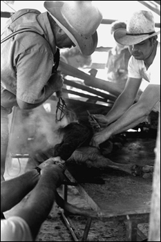 Terry Myers and Ronnie Sylvester castrating, marking, and branding cattle at Buck Island Ranch: Lake Placid, Florida (1984)