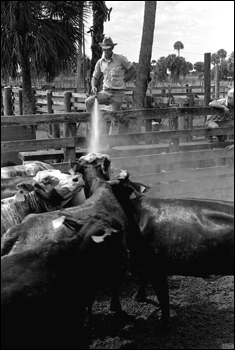 Lloyd McGee spraying cattle with a hose at Buck Island Ranch: Lake Placid, Florida (1984)