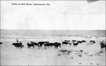 Cattle on the beach: Apalachicola, Florida