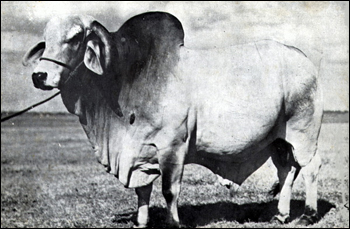 Emperor: registered Guzerat Brahman bull bred and raised on the ranch of Henry O. Partin and sons, Kissimmee, Florida