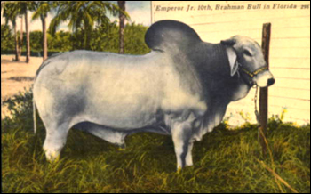 Brahman bull: Bradenton, Florida