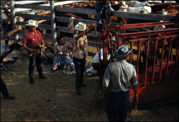 Seminole Indian cowboys at the corral: Brighton Reservation, Florida