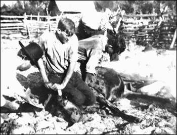 Branding in Lake County (c. 1910)