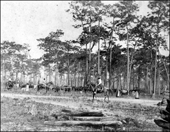 Cattle drive at Bartow (189-)