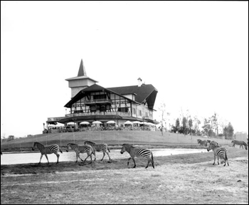 Zebras from Africa behind the old Swiss style house at Busch Gardens (1965)