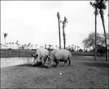 Rhinoceroses at Busch Gardens: Tampa, Florida (1965)