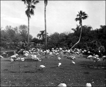 Flocks of flamingos at Busch Gardens: Tampa, Florida