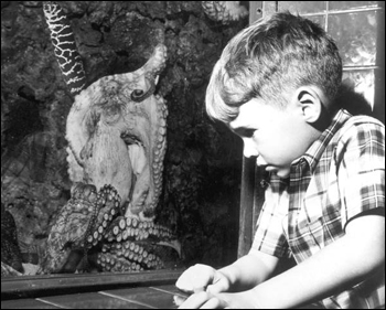 Young boy stares at a small octopus at the Miami Seaquarium (19--)