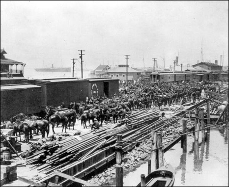 Loading horses onto railroad cars at Port Tampa during the Spanish-American war (1898)