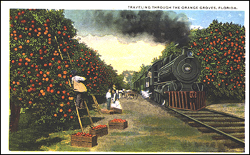 Traveling through the orange groves: Florida (ca. 191_)