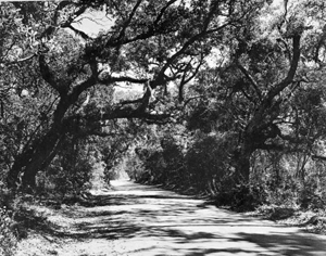 Houston Avenue, leading up to Kingsley Plantation State Park: Jacksonville, Florida (195-)