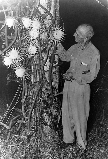 Laurence Bubbett and Night-Blooming Cereus