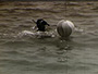 Beach Ball Holiday