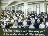 Women removing the center stem of filler tobacco