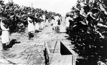 Workers harvesting cigar wrapper tobacco: Quincy, Florida (19--)