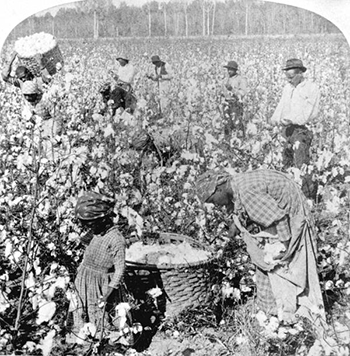 Plantation scene of laborers picking cotton in Florida (18--)