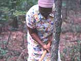 Lucreaty Clark chopping down a white oak tree to use for basket making