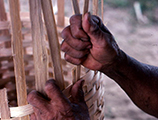 Lucreaty Clark weaving a white oak basket