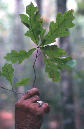 Lucreaty Clark holding up leaves of the white oak tree she will use to make baskets (not after 1979)