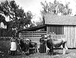 Daytona Normal and Industrial School students at their barn (ca. 1912)