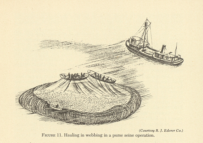 FIGURE 11. Hauling in webbing in a purse seine operation.