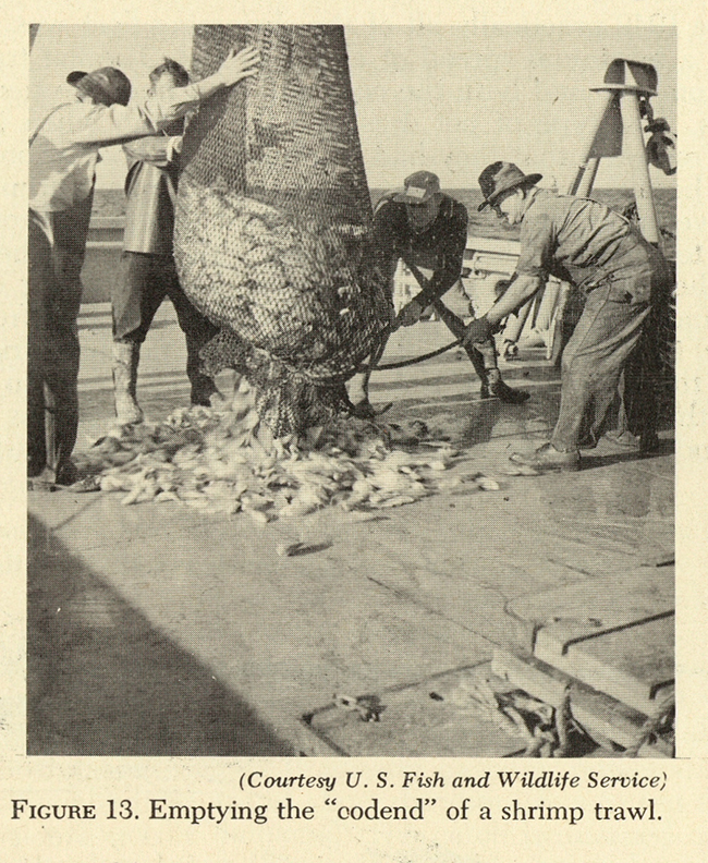 FIGURE 13. Emptying the codend of a shrimp trawl.