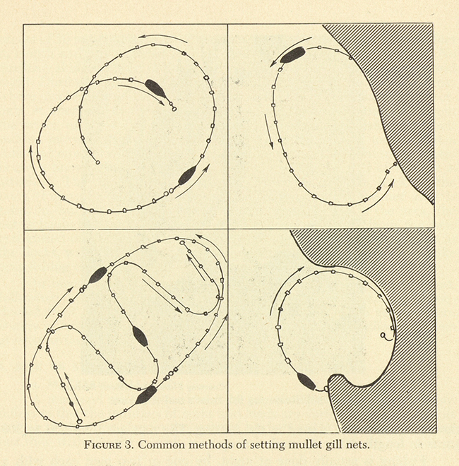 FIGURE 3. Common methods of setting mullet gill nets.