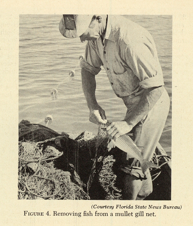 FIGURE 4. Removing fish
from a mullet gill net.