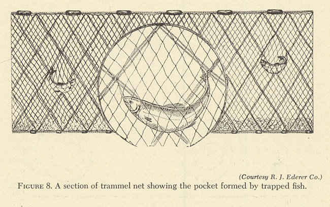 FIGURE 8. A section of trammel net showing the pocket formed by trapped fish.