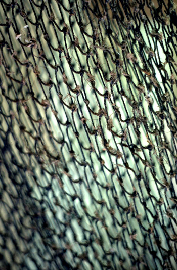 Close up view of fishing net made by Billy Burbank III: Fernandina Beach, Florida  (not after 1980)