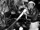 A man harvests swamp cabbage (1946)